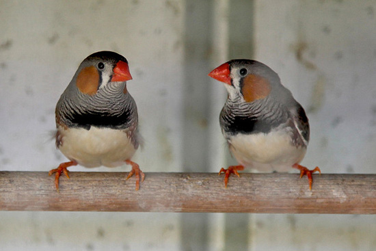 zebra finches