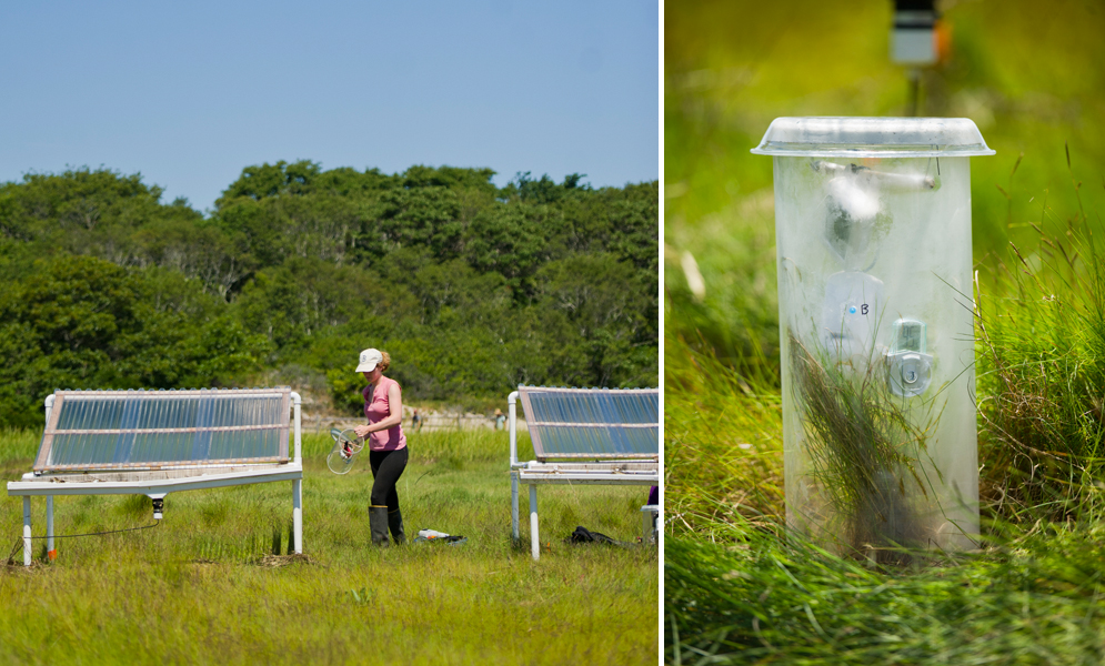Emery checks the stations she built to study climate change in a Provincetown marsh (left). A chamber the team uses to collect marsh gas samples (right).