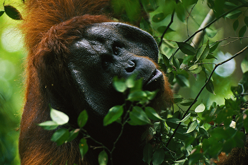 male orangutan in Borneo