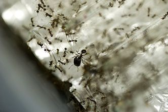 pheidole dentata ants