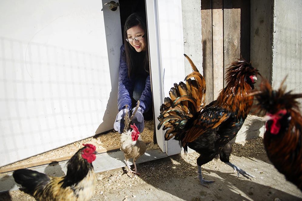 Lina Zhu (CAS 16)helps clear the chicken coop in preparation for cleaning at Nevins Farm in Methuen on Thursday, March 12, 2015. She was volunteer for BU's Alternative Spring Break.  Photo By Jackie Ricciardi 