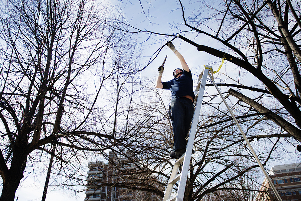 Groundsworker, Mike Nichols cuts back trees along Commonwealth Ave. on Wednesday, March 11, 2015. Photo By Jackie Ricciardi