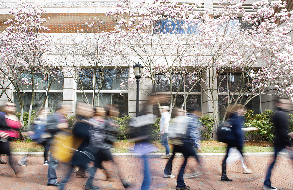Flowers bloom outside of Questrom, April 29, 2015 Photo by Jackie Ricciardi