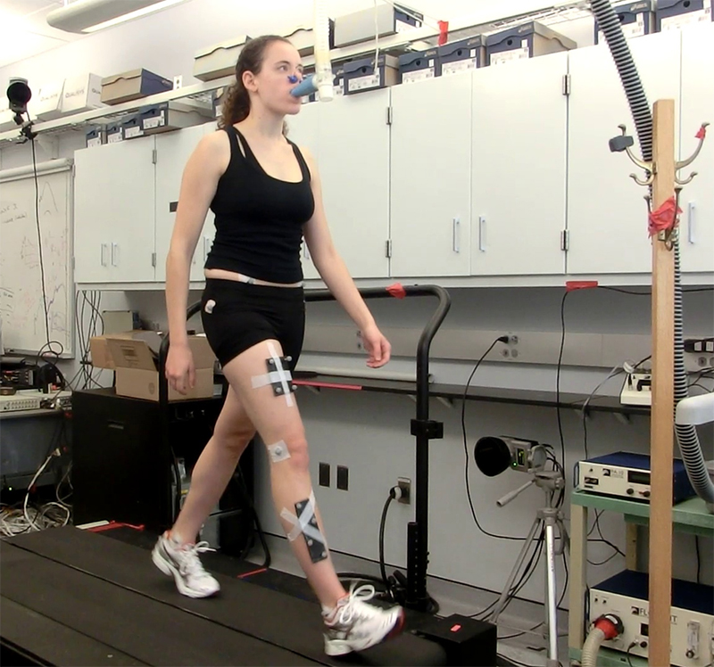 A participant in Lewton’s experiment walks on a treadmill while her oxygen consumption is measured and her motion is tracked by sensors. Photo by Kristi L. Lewton