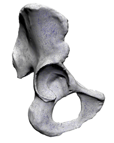 A laser scan of a human hip reveals detailed bony surface anatomy. Photo courtesty of Kristi L. Lewton