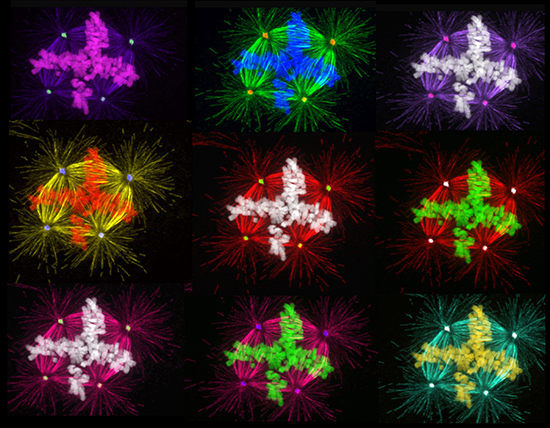 single cancer cell undergoing multipolar cell division shown in various colors