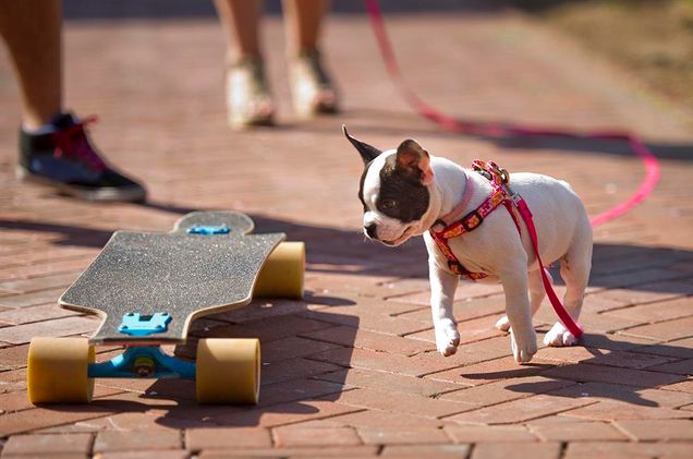 Four month old french bulldog Larigi bravely investigates a suspicious moving board with wheels during a visit to BU Beach May 6, 2015 with her owner Oda Randmael (Questrom'15). Photo by Cydney Scott 