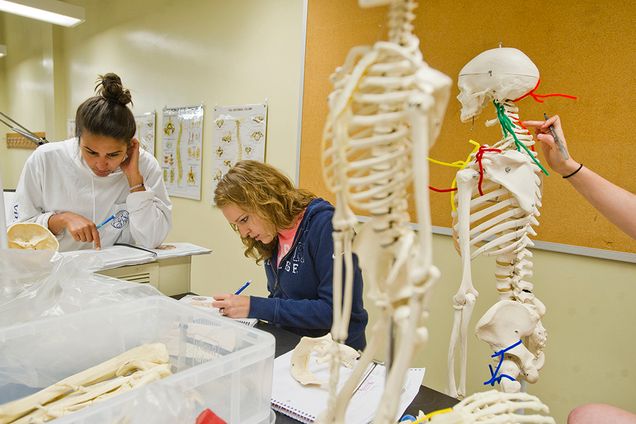 Catherine Campion (SAR'16), left, and Emily Curry of Lexington study parts of the skull while Rachel Harris of Cambridge, at right, works on the vertebra in Dale Pasino's Human Anatomy Lab in the Metcalf Science Center. Photo by Cydney Scott