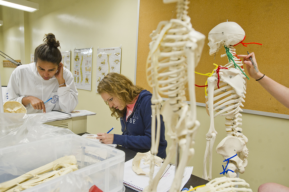 Catherine Campion (SAR'16), left, and Emily Curry of Lexington study parts of the skull while Rachel Harris of Cambridge, at right, works on the vertebra in Dale Pasino's Human Anatomy Lab in the Metcalf Science Center. Photo by Cydney Scott