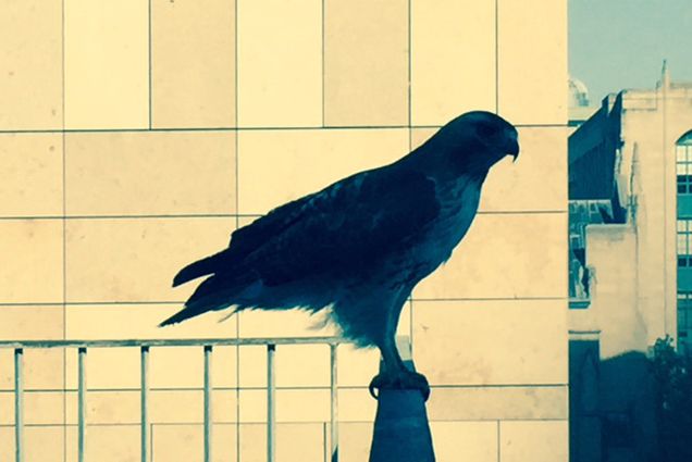Hawk outside the Howard Gotlieb Archival Research Center at Boston University