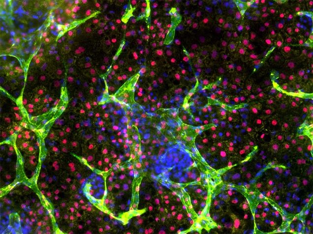 Liver-like tissue formation in human-induced pluripotent stem cells. The research team's robotic approach to engineering living cells could lead to technologies that transform human stem cells into tissues and organs for transplantation or drug design.