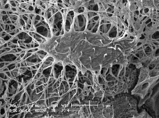 osteocyte cell