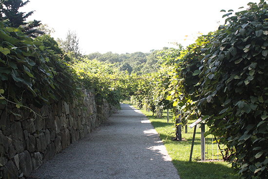 grape vines at Arnold Arboretum in Boston