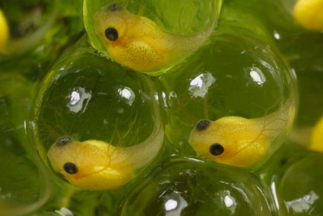 red eyed tree frog tadpole embryos