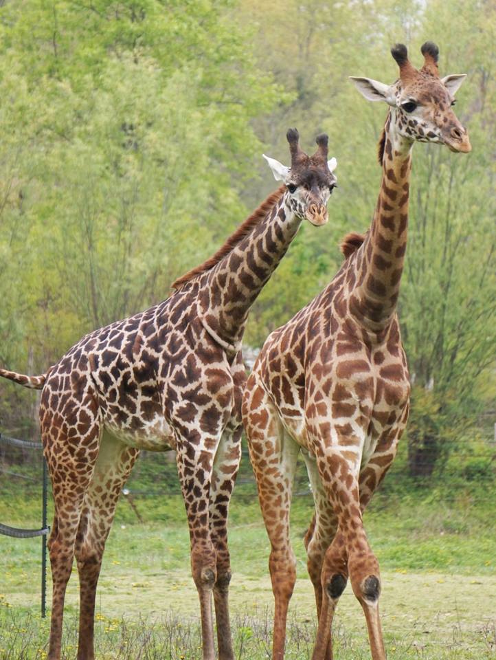 Amari and Chad, two giraffes living in the Savannah exhibit at the Franklin Park Zoo in Boston, Massachusetts