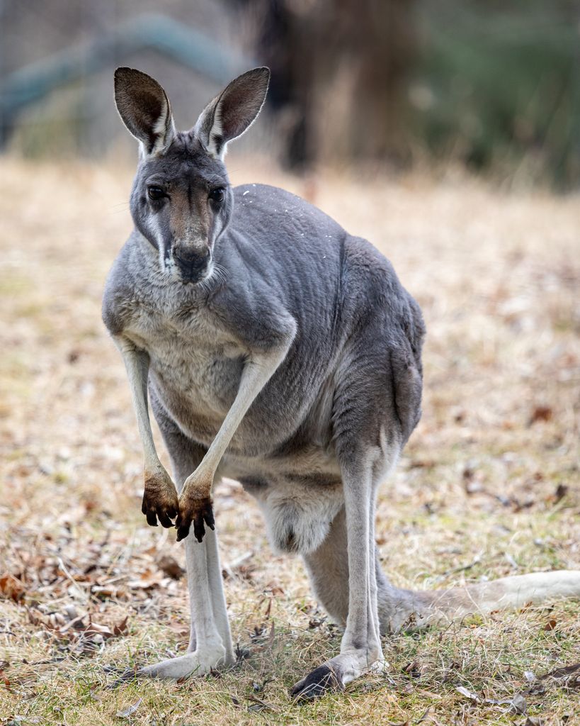A kangaroo living in the Outback Trail exhibit at the Franklin Park Zoo in Boston, Massachusetts