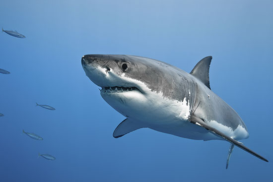 Great white shark - Carcharodon carcharias, in pacific ocean near the coast of Guadalupe Island - Mexico.