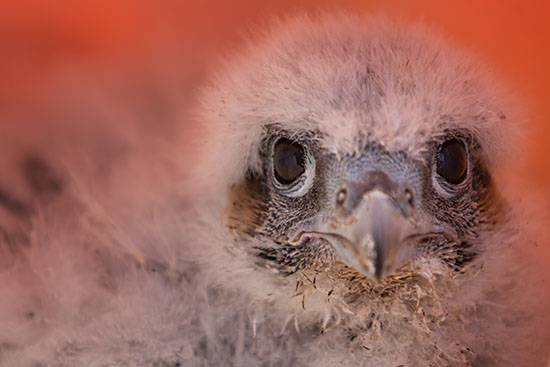 The MA Department of Fisheries and Wildlife on campus to put bands on some peregrine falcon chicks who are nesting on top of StuVi 2