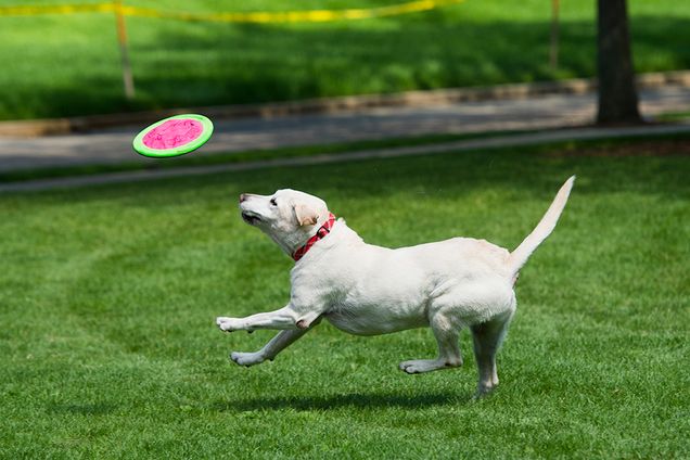 Eight year old rescue pup Max plays fetch with his owner Prof Lawford Anderson on BU Beach August 25, 2015. 