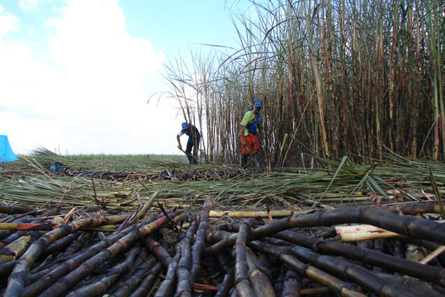 Sugarcane Workers