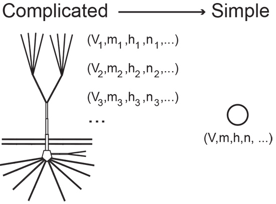 diagram showing a simple and complex model of a neuron