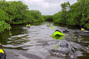 Students in the BU Marine Program snorkel in Calabash Channel and Creek, Belize