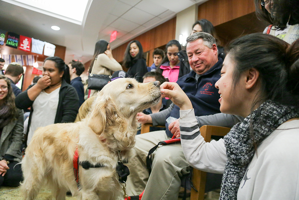 Joyce Li (CAS’19) gives therapy dog Duncan a treat during a stress relieving session at Hillel House December 10, 2015. At top right is Duncan’s owner Paul Pierce of Burlington.  Photo by Chenyao Xu (COM’17)