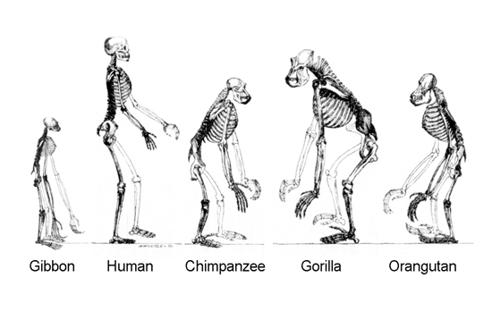 Ape Skeletons showing evolution