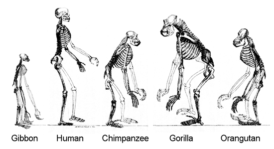 Ape Skeletons showing evolution