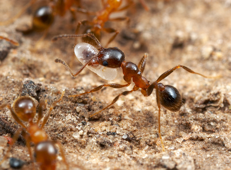 Pheidole dentata minor worker ants