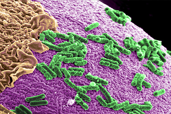 Microbial Environment of the Human Gut