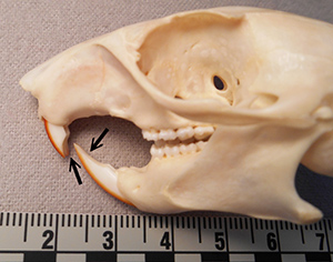 squirrel skull