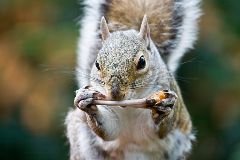 Squirrel gnawing on a chicken bone