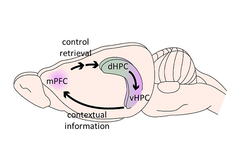 Where are memories stored in the brain? - Queensland Brain