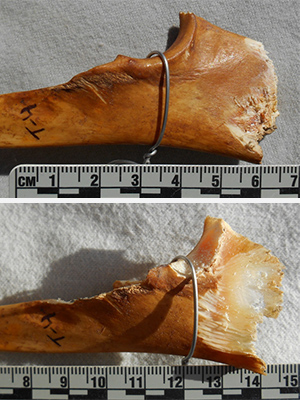 Composite image showing gradual damage to a bone caused by squirrel gnawing