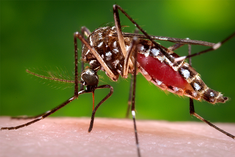 Female Aedes aegypti mosquito on skin