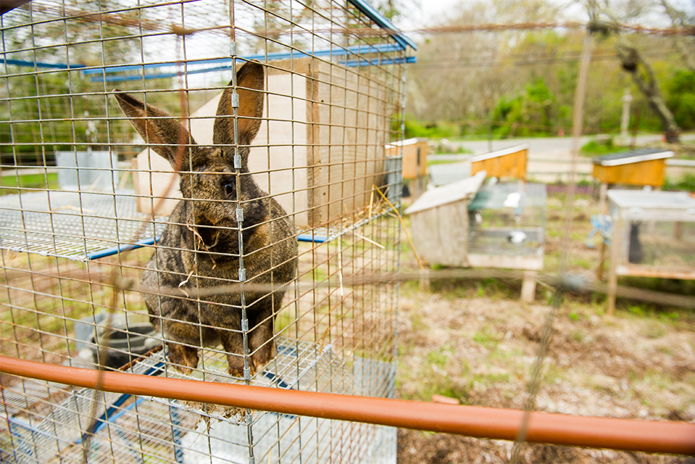 a rabbit at Beetlebung Farm