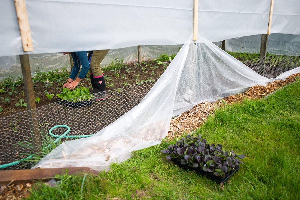 Field worker Jackie Gorman plants greens at Beetlebung Farm