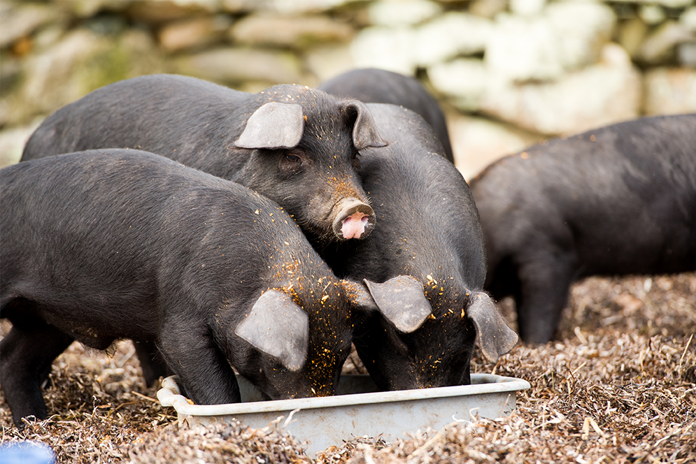 Pigs feeding at Beetlebung Farm