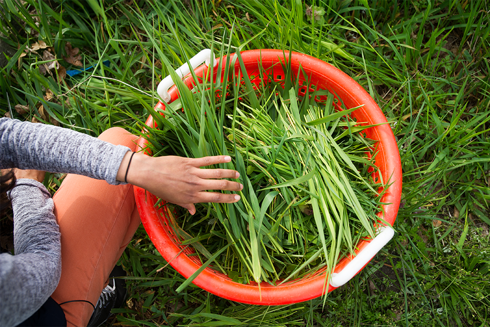 A bucket of fresh grass collected to feed rabbits at Beetlebung Farm