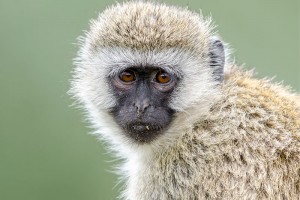 photo of a ververt monkey