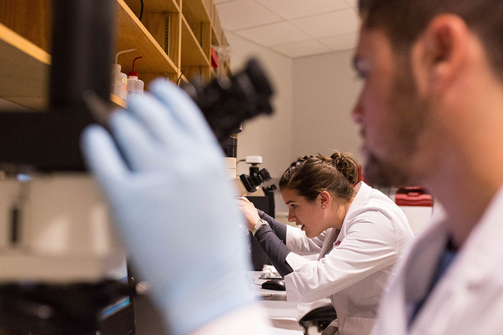 Sabrina Reilly (CAS’19) and  Robert Reidy (CAS’19) examine a mouse's brain through a microscope