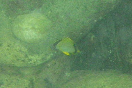 Photo a spotfin butterflyfish in the water