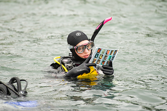 Jennifer Soukup (CAS’18) in her scuba gear in the water looking at a field guide
