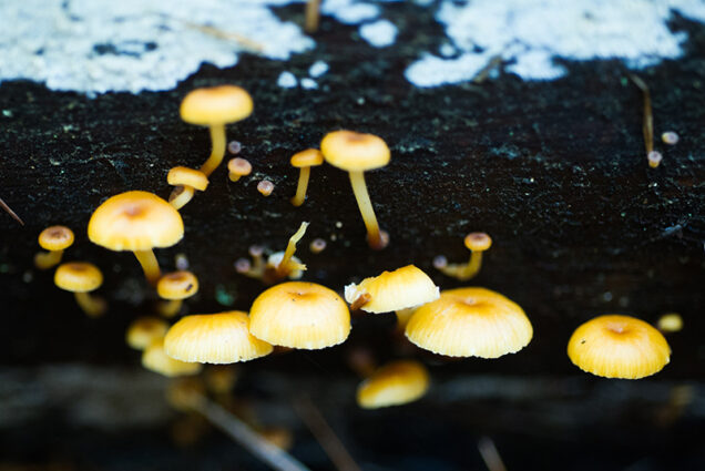 mushrooms and fungus growing on a log