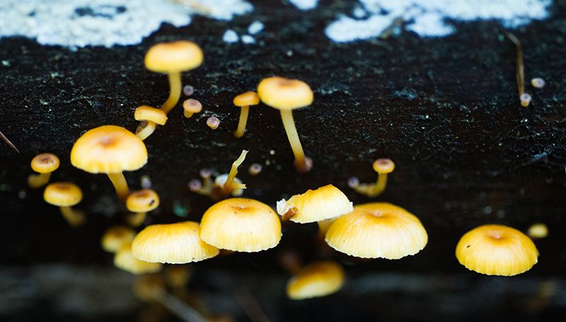 mushrooms and fungus growing on a log