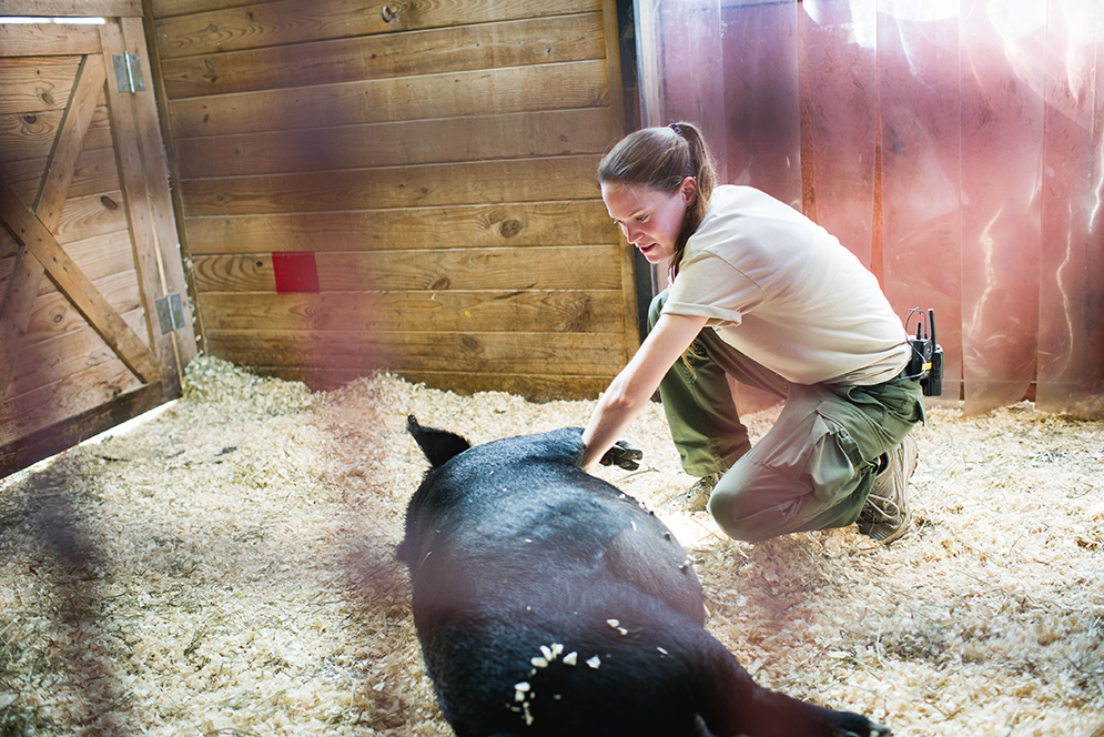 Hannah Keklak petting a guinea hog