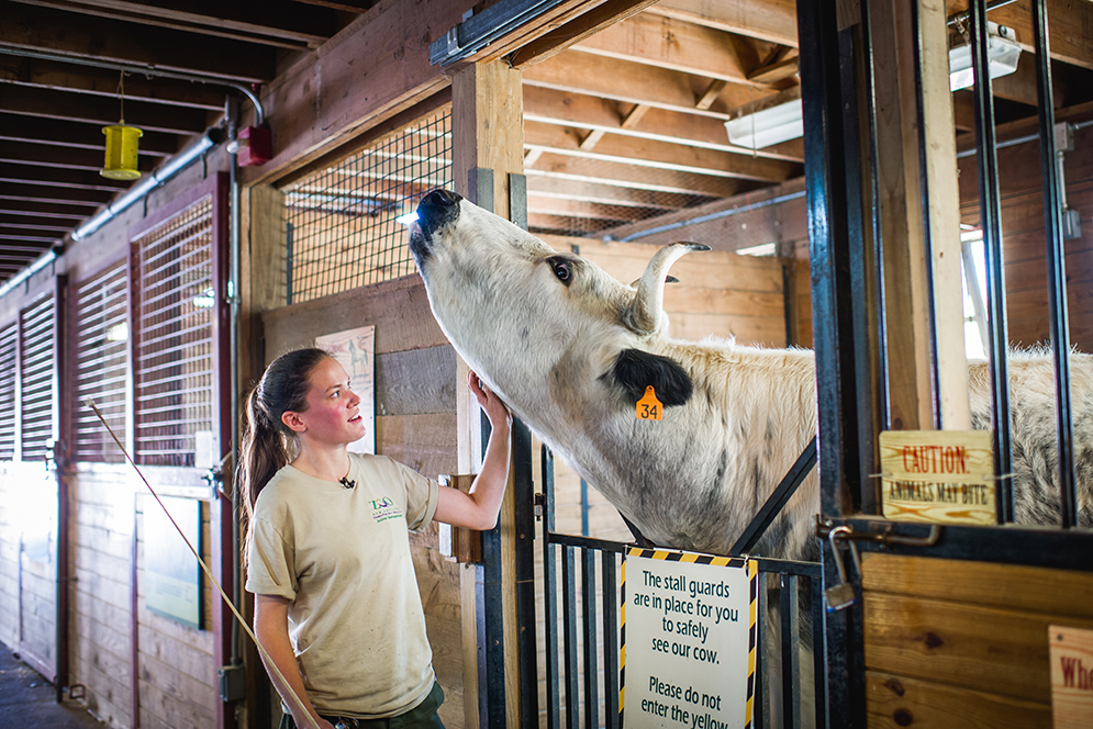 Hannah Keklak scratching steers neck