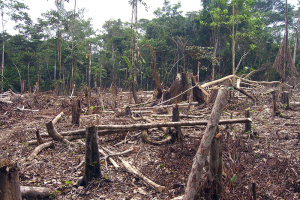 Slash and burn deforestation in Colombia