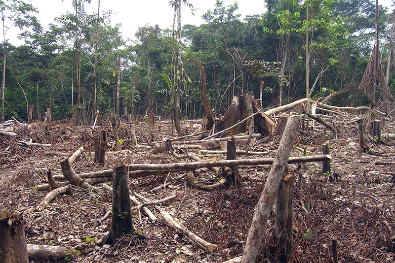 Satellite Maps Monitor Deforestation, The Brink